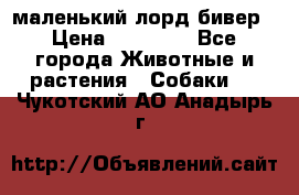 маленький лорд бивер › Цена ­ 10 000 - Все города Животные и растения » Собаки   . Чукотский АО,Анадырь г.
